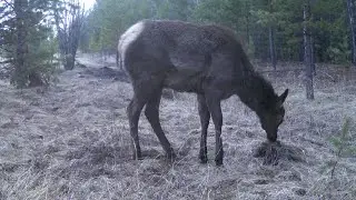 Солонец Лето 2023