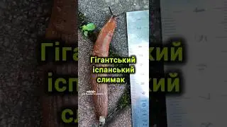 Слимак гігант. Іспанські слимаки.