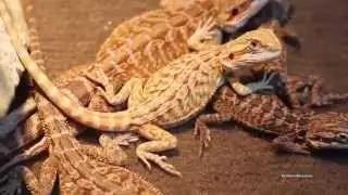 Massive Bearded Dragon Update