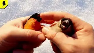 Снегирь самка и самец чем отличаются птицы?
