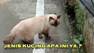 Ini Kucing Bagus banget  || asgarcil channel
