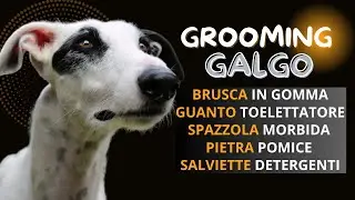 GALGO GROOMING / TOELETTATURA FACILE IN 5 MINUTI DI UN LEVRIERO SPAGNOLO A PELO DURO. #galgos