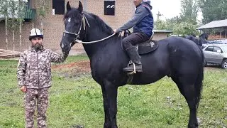 Келишкен 10000 $🐴 ПЕРШЕРОН АТЫ👍~ КАРАКАШКА / PORSHE 🐎0708032538