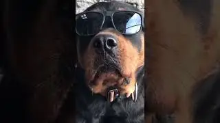 Ротвейлер Мирана 