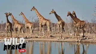 Explore The African Wild - Wild Africa LIVE