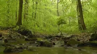 Relaxing Nature Sounds - Natural Calm Forest River Waterfall Lake Sounds Sleeping & Meditation
