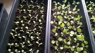 РАССАДА ПОСЛЕ ПОДКОРМКИ
