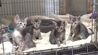 Special Kittens - Different Is Better