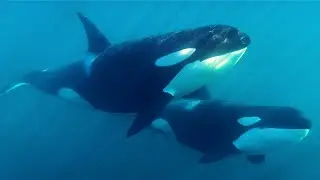 Killer Whales Underwater