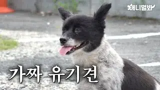 독립을 꿈꾸다 스스로 유기견이 되어버린 강아지ㅣDog who wanted independece became stray dog