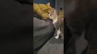 Cat Meme Compilation #memes #funnyvideo #cat