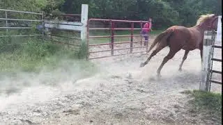 F.R.I.E.N.D.S. Horse Rescue & Sanctuary 