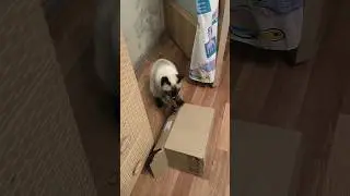 Зачем? #котик #cat