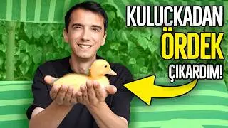 I Hatched a Duck in an Incubator!