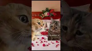 Дорогая, а чьи это губки? А чьи это глазки? #тренд #приколы #коты #мемыскотами#веселыекоты