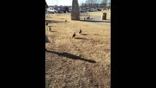 Duck Duck