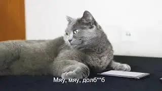 Мяу мяу дол.......