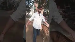 DEVIL   Animesh Aman.   Sidhu Moosewala Tiger @animeshaman7595  