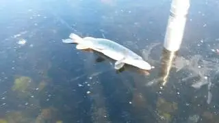 Щука перволедье.Владимировка.