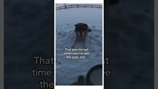 The wolf dad was not happy! 