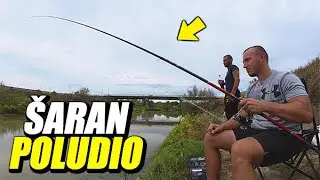 Pecanje kedera za velikog Soma sa Žiletom! Šaran pleše ispred očiju..