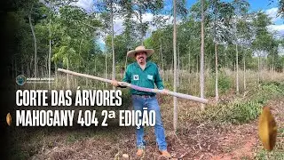 CORTE DAS ÁRVORES DO MAHOGANY 404 2ª EDIÇÃO