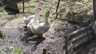 Долгожданные гуси))