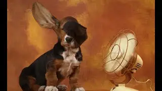 These animals are so funny ! 😅 😂