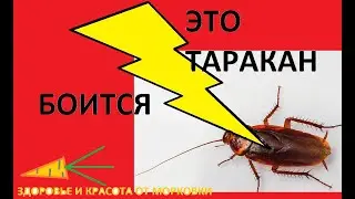 ТАРАКАНЫ НЕ ТЕРПЯТ ЭТОТ СВЕТ