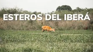¿Cómo es el segundo humedal más grande del mundo en Argentina? | Esteros del Iberá 🦌