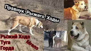 Рыжий Хода Легендарный Волкодав / Правнук Рыжого Ходы Горда / Внук Мгело / Легендарная Крови