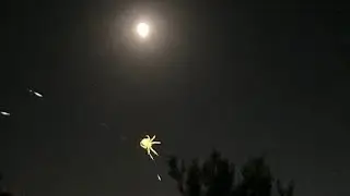 Örümceğin Ay ışında Ağ Örme Sanatı