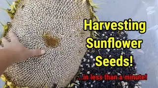 Harvesting SUNFLOWER SEEDS in less than 1 minute! | Giant Mammoth Sunflower