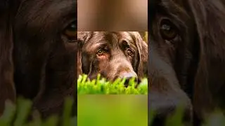 Грустная история про собаку и бобра.😢 