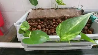 Aquarium Filter Plant (Pothos)