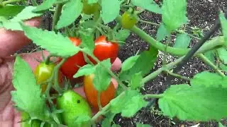 NatureSweet cherub tomatoes are ripe!!