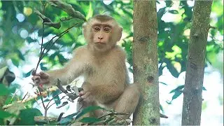 Leo After getting rid of the bad feelings in body, He became a lovable monkey who could find food.