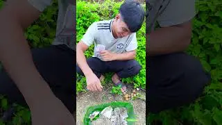 Omasum 