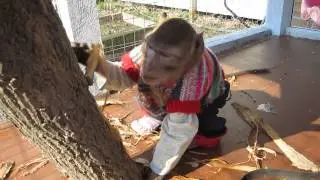 бобёр Семён....))))))