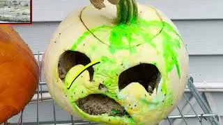 Extreme Animals - Blow Your Own Bubble (True Facts 4 Real Life)