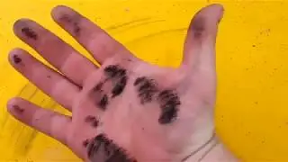 4 дня в наморднике