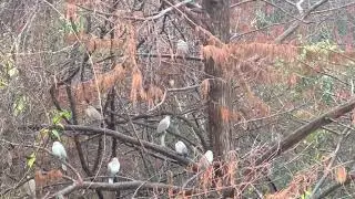 Birds in the Rain.