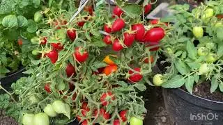 О томатах , урожай горшечных.