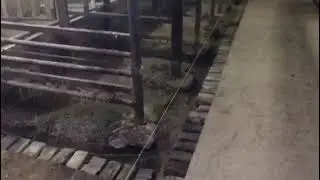 Стройка на ферме