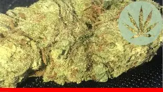 Wedding Cake - All About This Strain