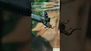 Feeding my Jumping Spider #pestweek #pestnews #jumpingspider #feeding #foryou #shorts