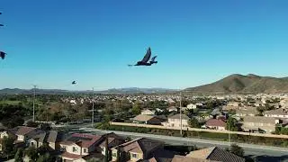 A flock of flying pigeons took a major interest in my drone flight this morning.