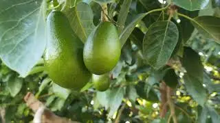 #avokado