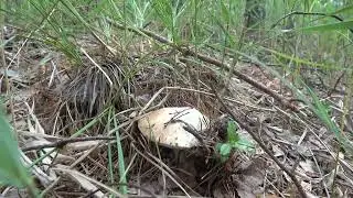 Грибная разведка