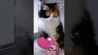 СМЕШНЫЕ КОШКИ / ПРИКОЛЫ С КОШКАМИ